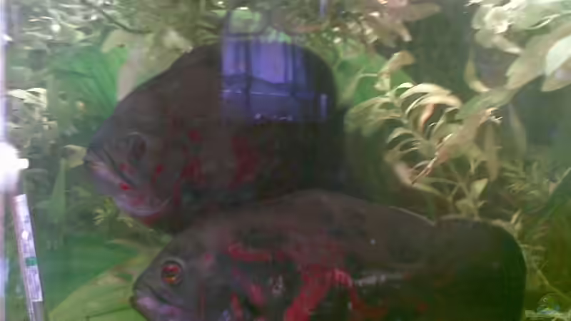 Besatz im Aquarium Becken 9144 von Pauli (6)