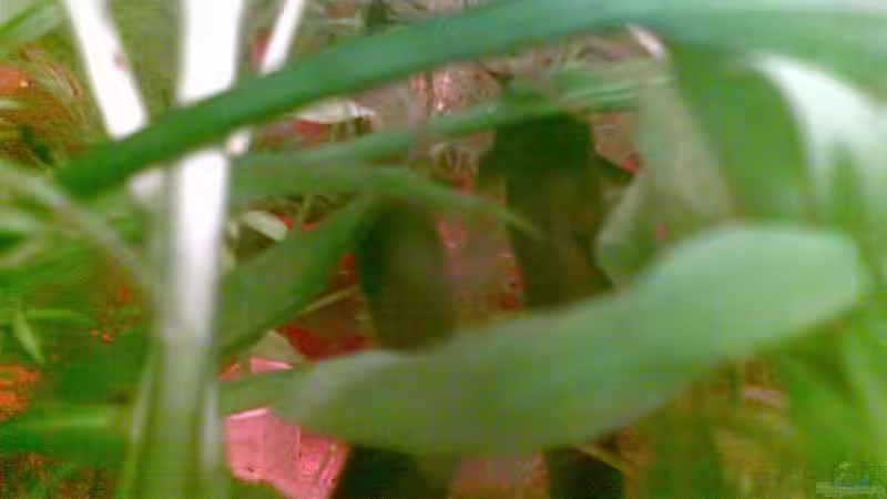 Besatz im Aquarium Becken 9144 von Pauli (7)