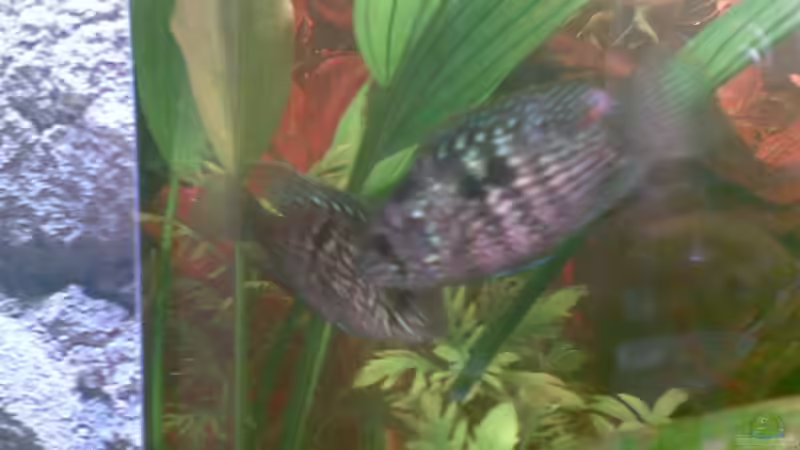 Besatz im Aquarium Becken 9144 von Pauli (8)