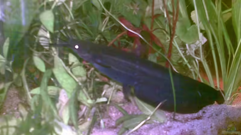 Besatz im Aquarium Becken 9144 von Pauli (9)