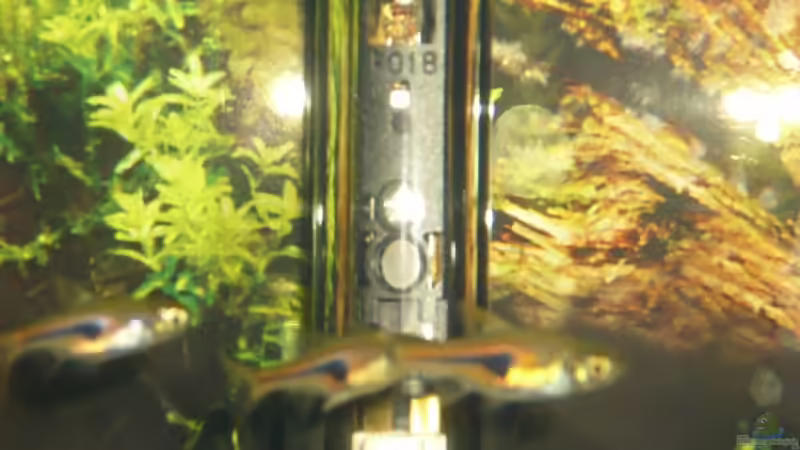 Besatz im Aquarium Becken 9145 von Alwin Dick (14)