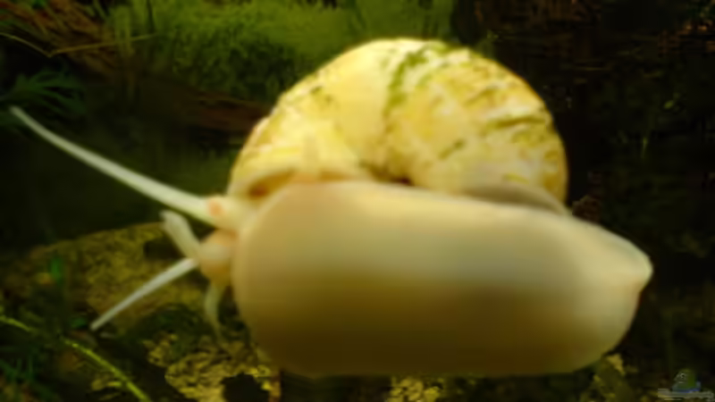 Besatz im Aquarium Becken 9145 von Alwin Dick (16)