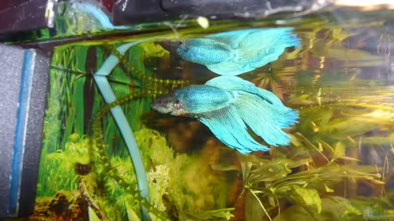 Besatz im Aquarium Becken 9145 von Alwin Dick (17)