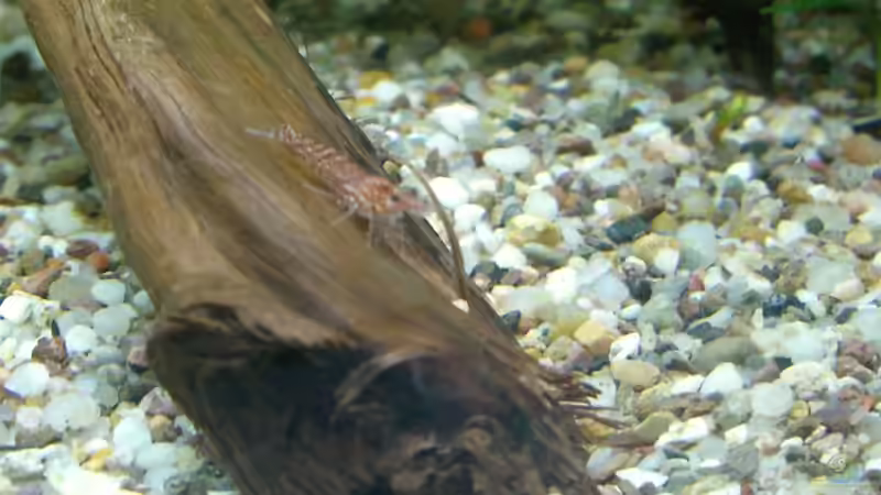 Besatz im Aquarium Becken 9162 von KaSa (10)