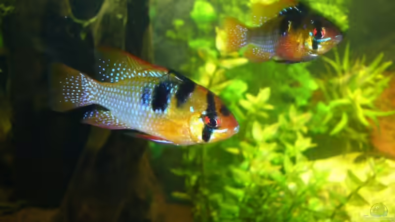 Besatz im Aquarium Becken 9172 von Alexander Albrecht (11)