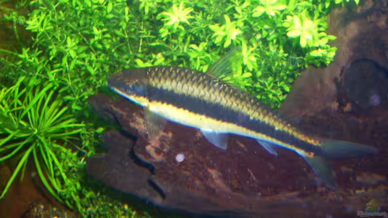 Besatz im Aquarium Becken 9172 von Alexander Albrecht (12)