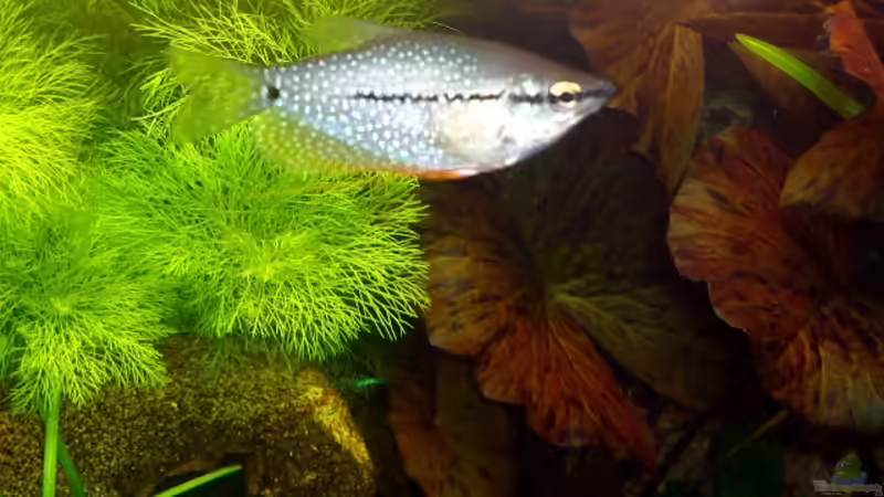 Besatz im Aquarium Becken 9172 von Alexander Albrecht (13)