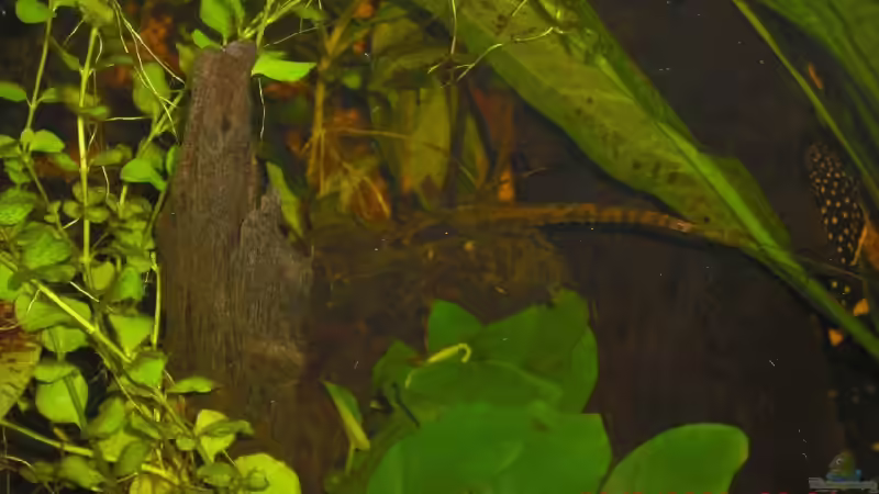 Besatz im Aquarium Becken 9179 von Becke (13)