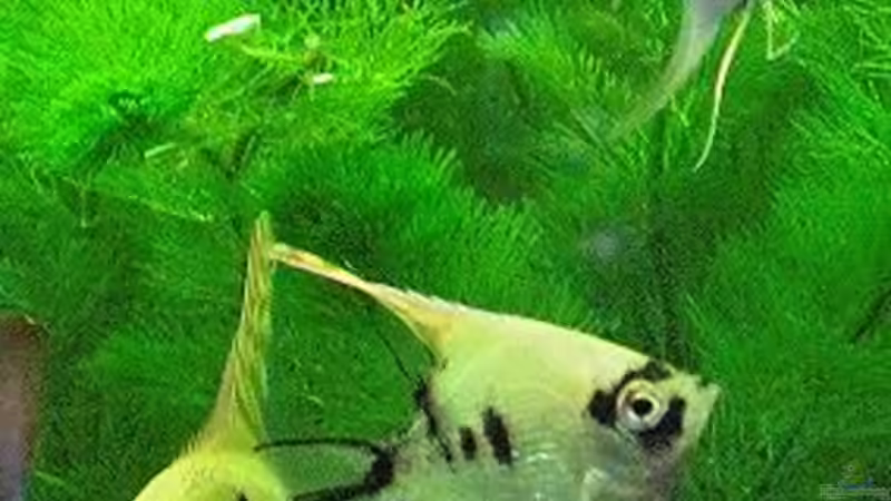 Besatz im Aquarium Becken 9179 von Becke (15)