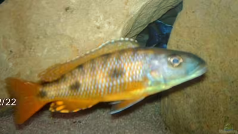 Besatz im Aquarium Becken 9182 von Peter Bauer (13)