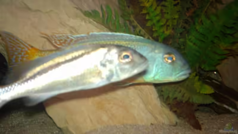 Besatz im Aquarium Becken 9182 von Peter Bauer (14)