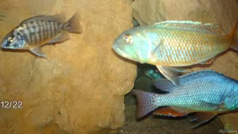 Besatz im Aquarium Becken 9182 von Peter Bauer (15)