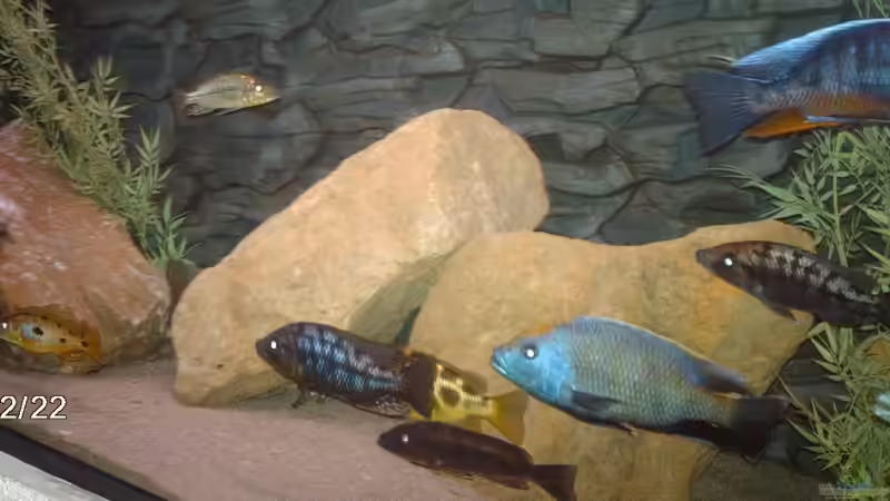 Besatz im Aquarium Becken 9182 von Peter Bauer (16)