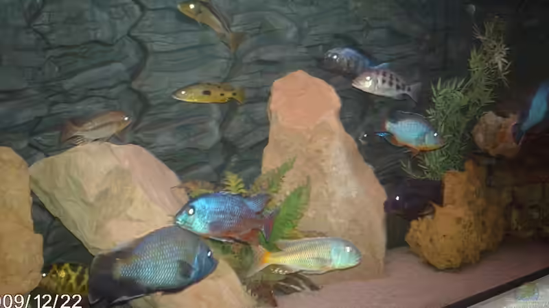 Besatz im Aquarium Becken 9182 von Peter Bauer (17)