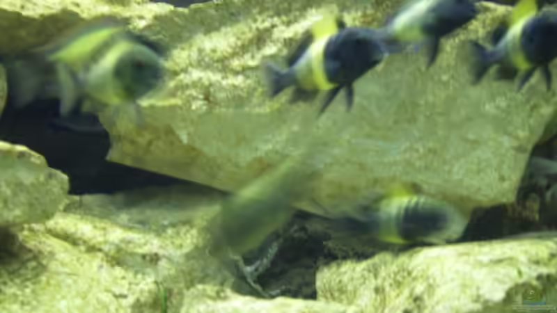 Besatz im Aquarium Becken 919 von David Kujawa (3)