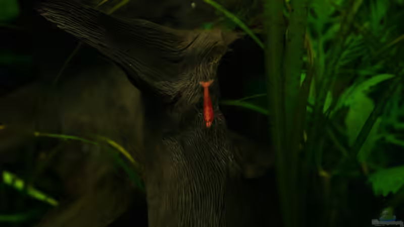 Besatz im Aquarium Becken 9193 von tomato (14)