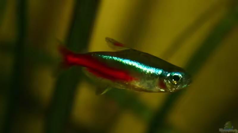 Besatz im Aquarium Becken 9193 von tomato (15)