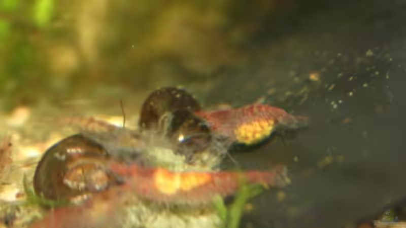 Besatz im Aquarium Becken 9193 von tomato (9)