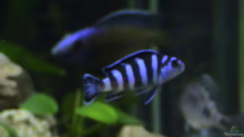 Besatz im Aquarium Becken 92 von Enrico Radloff (3)