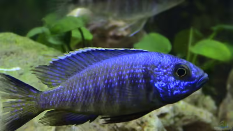 Besatz im Aquarium Becken 92 von Enrico Radloff (4)