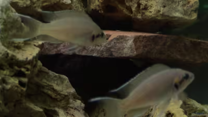 Besatz im Aquarium Becken 92 von Enrico Radloff (5)