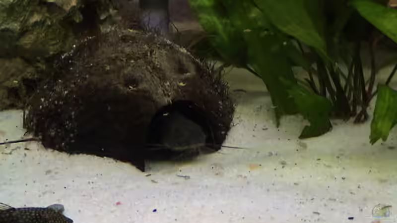 Besatz im Aquarium Becken 92 von Enrico Radloff (7)