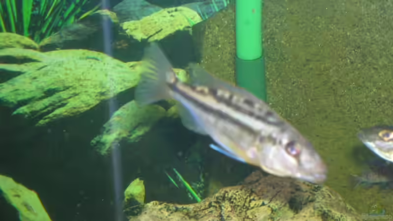 Besatz im Aquarium Becken 9202 von Sonnenelise2003 (10)