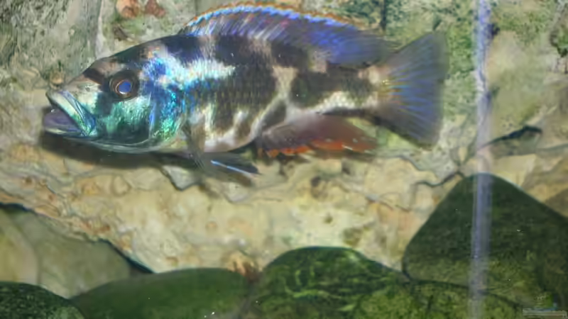 Besatz im Aquarium Becken 9202 von Sonnenelise2003 (11)