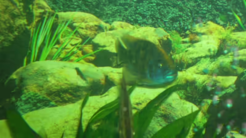 Besatz im Aquarium Becken 9202 von Sonnenelise2003 (12)