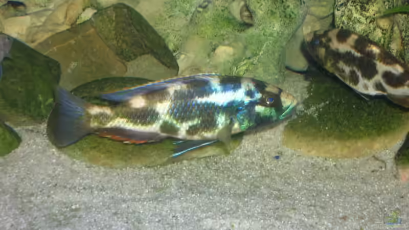 Besatz im Aquarium Becken 9202 von Sonnenelise2003 (13)