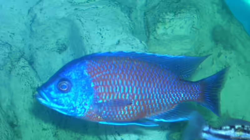 Besatz im Aquarium Becken 9202 von Sonnenelise2003 (14)