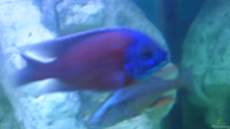 Besatz im Aquarium Becken 9202 von Sonnenelise2003 (15)