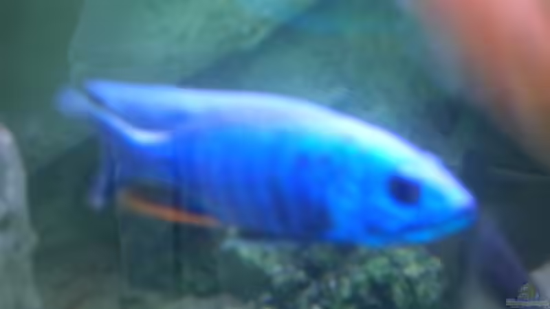 Besatz im Aquarium Becken 9202 von Sonnenelise2003 (17)