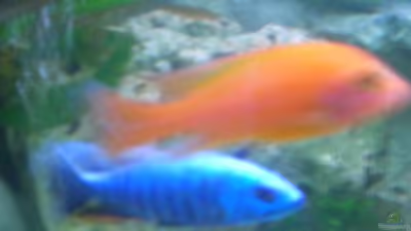 Besatz im Aquarium Becken 9202 von Sonnenelise2003 (18)