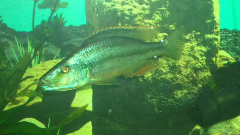 Besatz im Aquarium Becken 9202 von Sonnenelise2003 (9)