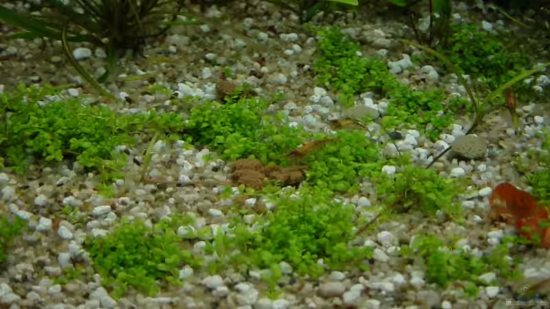 Besatz im Aquarium Becken 9203 von Carsten Gutsche (15)