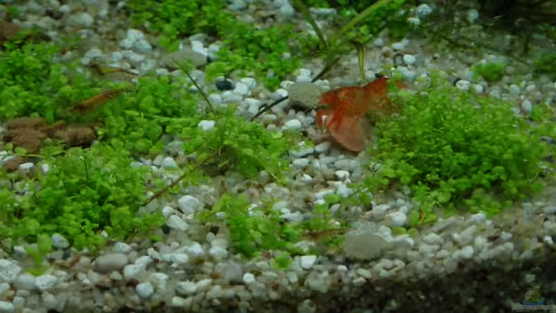 Besatz im Aquarium Becken 9203 von Carsten Gutsche (16)