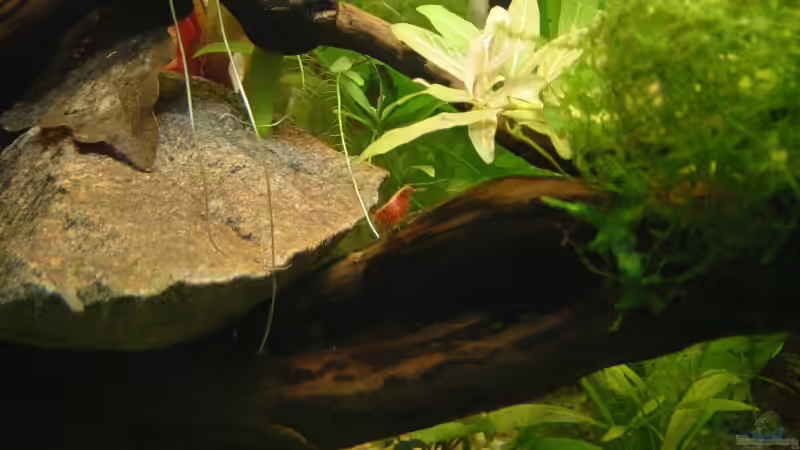 Besatz im Aquarium Becken 9203 von Carsten Gutsche (18)