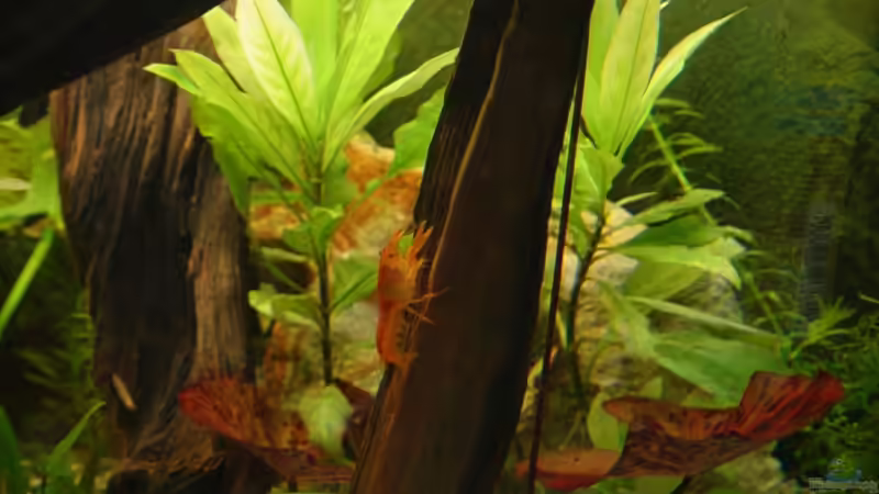 Besatz im Aquarium Becken 9203 von Carsten Gutsche (19)