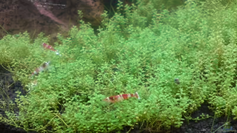 Besatz im Aquarium Becken 9215 von Mario Coordes (4)