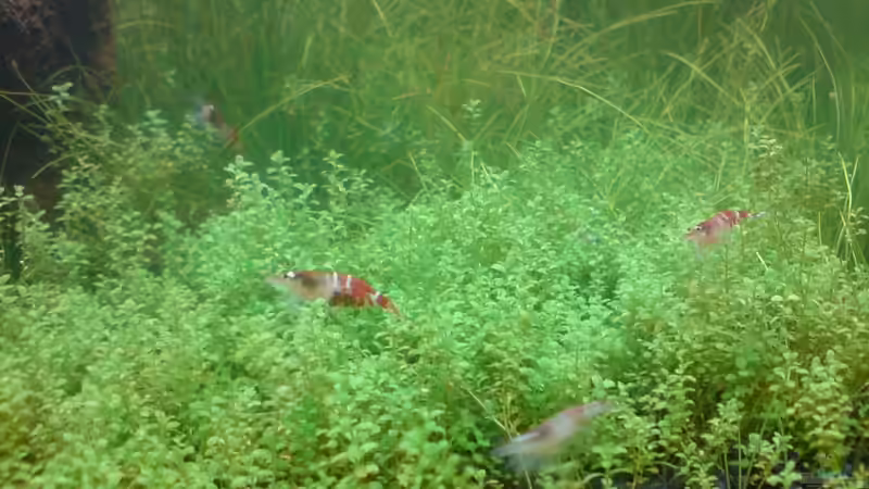 Besatz im Aquarium Becken 9215 von Mario Coordes (5)