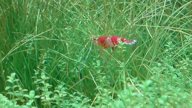 Besatz im Aquarium Becken 9215 von Mario Coordes (7)