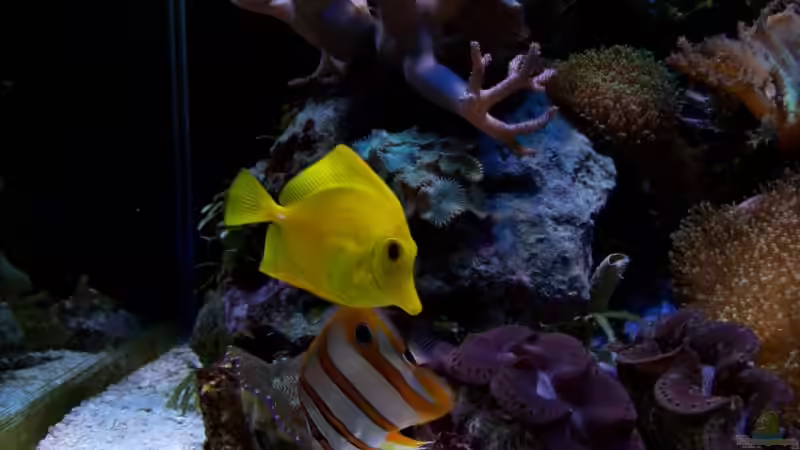 Besatz im Aquarium Becken 9218 von mk (9)