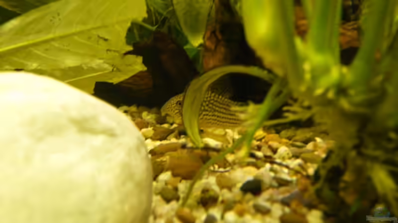 Besatz im Aquarium Becken 9219 von Alwin Dick (10)