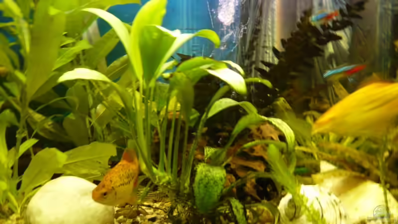 Besatz im Aquarium Becken 9219 von Alwin Dick (11)