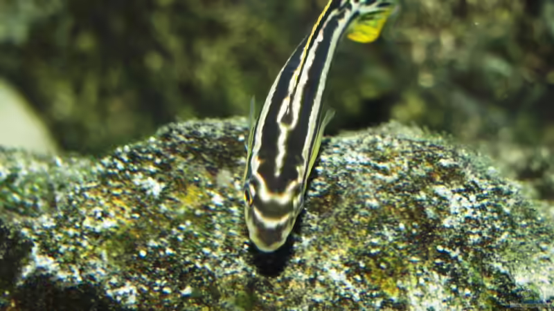 Besatz im Aquarium Becken 9248 von Raoul (4)