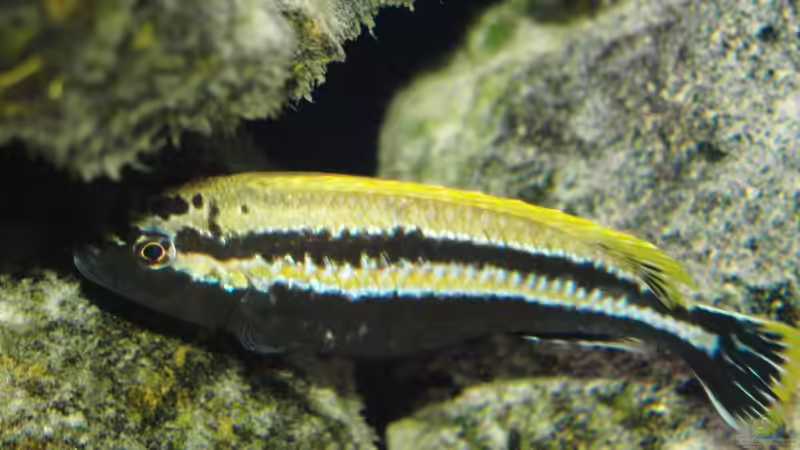 Besatz im Aquarium Becken 9248 von Raoul (5)