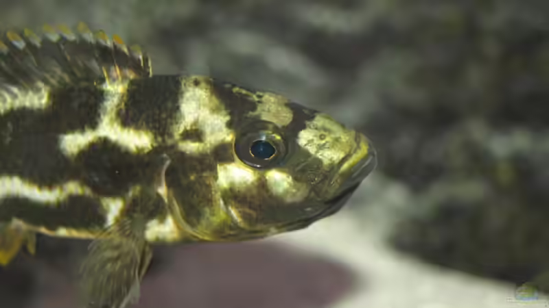 Besatz im Aquarium Becken 9248 von Raoul (6)