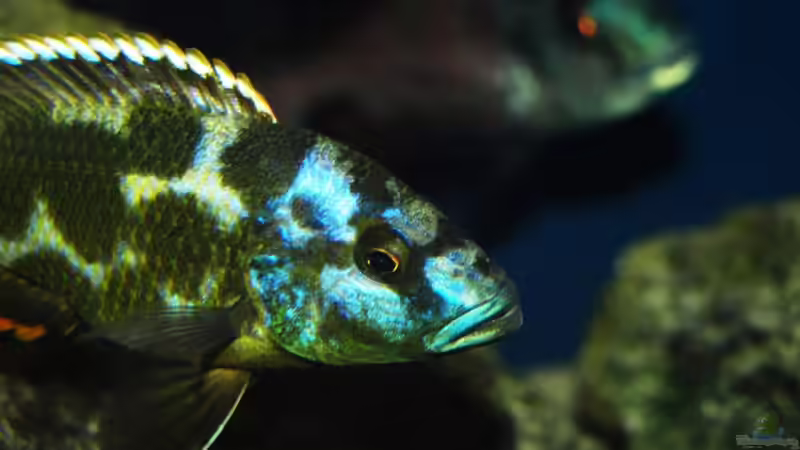 Besatz im Aquarium Becken 9248 von Raoul (7)