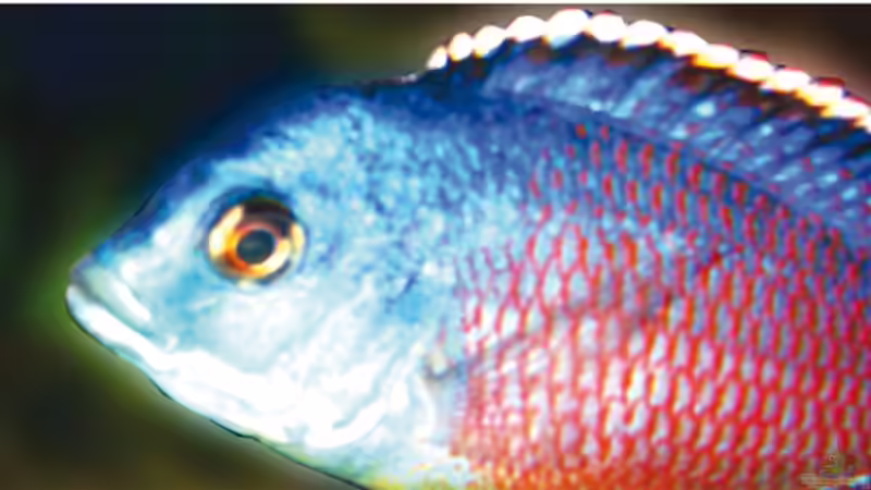 Besatz im Aquarium Becken 9248 von Raoul (8)